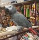 African Grey Parrot Birds for sale in Wilmington, NC, USA. price: NA