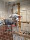 African Grey Parrot Birds for sale in Costa Mesa, CA, USA. price: NA