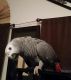 African Grey Parrot Birds for sale in Jacksonville, NC, USA. price: NA