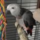 African Grey Parrot Birds for sale in Atlanta, GA, USA. price: $700