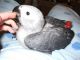 African Grey Parrot Birds for sale in Scottsdale, AZ, USA. price: NA