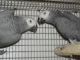 African Grey Parrot Birds for sale in Newark, NJ, USA. price: NA