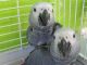 African Grey Parrot Birds for sale in Wichita, KS, USA. price: $500