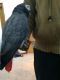 African Grey Parrot Birds for sale in Roseville, CA, USA. price: NA