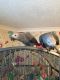 African Grey Parrot Birds for sale in Huntington Beach, CA, USA. price: NA