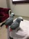 African Grey Parrot Birds for sale in Louisville, KY, USA. price: $500