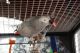 African Grey Parrot Birds for sale in Albert City, IA 50510, USA. price: $1,500
