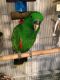 African Grey Parrot Birds for sale in Austin, TX, USA. price: $550
