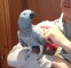 African Grey Parrot Birds for sale in Anchorage, AK, USA. price: NA