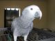 African Grey Parrot Birds for sale in Adairsville, GA 30103, USA. price: NA