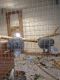 African Grey Parrot Birds for sale in Jersey City, NJ, USA. price: NA