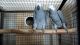 African Grey Parrot Birds for sale in Sacramento, CA, USA. price: NA
