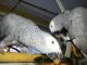 African Grey Parrot Birds for sale in El Cajon, CA, USA. price: $300