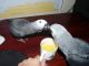 African Grey Parrot Birds for sale in El Cajon, CA, USA. price: NA