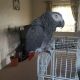 African Grey Parrot Birds for sale in Laurel, MD, USA. price: $500