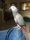 African Grey Parrot Birds for sale in Portland, OR, USA. price: $300