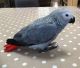 African Grey Parrot Birds for sale in Hanford, CA 93230, USA. price: NA