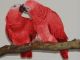 African Grey Parrot Birds for sale in Sioux Falls, SD, USA. price: NA