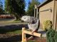 African Grey Parrot Birds for sale in Concord, CA, USA. price: NA