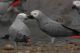 African Grey Parrot Birds for sale in San Jose, CA, USA. price: NA