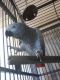 African Grey Parrot Birds for sale in Phoenix, AZ, USA. price: NA