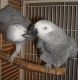 African Grey Parrot Birds for sale in Las Cruces, NM, USA. price: NA