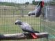 African Grey Parrot Birds for sale in Manchester, NH, USA. price: NA