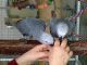 African Grey Parrot Birds for sale in Montgomery, AL, USA. price: NA