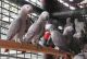African Grey Parrot Birds for sale in Topeka, KS, USA. price: NA