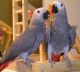 African Grey Parrot Birds for sale in Lexington, KY, USA. price: NA