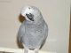African Grey Parrot Birds for sale in Phoenix, AZ, USA. price: $500