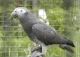 African Grey Parrot Birds for sale in Anchorage, AK, USA. price: $500