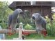 African Grey Parrot Birds for sale in Seattle, WA, USA. price: $500
