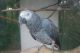African Grey Parrot Birds for sale in Madison, WI, USA. price: $500