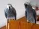 African Grey Parrot Birds for sale in Wellington, TX 79095, USA. price: NA