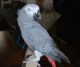 African Grey Parrot Birds for sale in Orange, CA, USA. price: NA