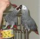 African Grey Parrot Birds for sale in Grand Rapids, MI, USA. price: $300