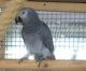 African Grey Parrot Birds for sale in Birmingham, AL, USA. price: NA