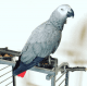 African Grey Parrot Birds for sale in Detroit, MI, USA. price: NA