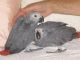 African Grey Parrot Birds for sale in Camden, DE, USA. price: NA