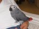 African Grey Parrot Birds for sale in Boston, MA, USA. price: NA
