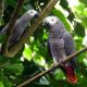 African Grey Parrot Birds for sale in Ashland, VA 23005, USA. price: NA