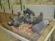 African Grey Parrot Birds for sale in East Los Angeles, CA, USA. price: NA
