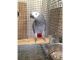 African Grey Parrot Birds for sale in Winnebago, NE 68071, USA. price: $390
