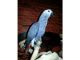 African Grey Parrot Birds for sale in Winnebago, NE 68071, USA. price: $500
