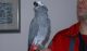 African Grey Parrot Birds for sale in Austin, TX, USA. price: $500