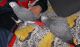African Grey Parrot Birds for sale in Buffalo, NY, USA. price: NA