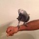 African Grey Parrot Birds for sale in Austin, TX, USA. price: $1,000