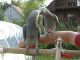 African Grey Parrot Birds for sale in Reno, NV, USA. price: $1,000