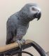 African Grey Parrot Birds for sale in Houston, TX, USA. price: $150